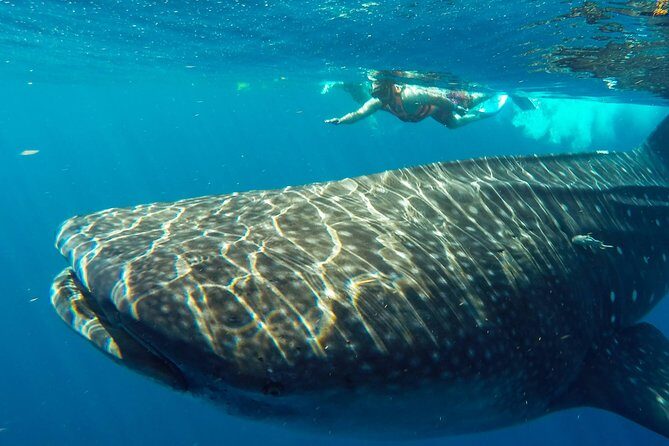 Small Group Whale Shark Encounter - 10 years in business - Isla Mujeres break: food, swim time, and that clear-water feeling