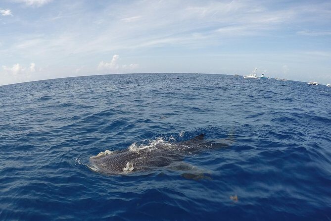 Small Group Whale Shark Encounter - 10 years in business - Included extras that save money and stress
