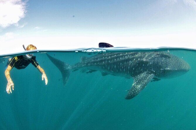Small Group Whale Shark Snorkeling in La Paz, Mexico - Key Points That Matter