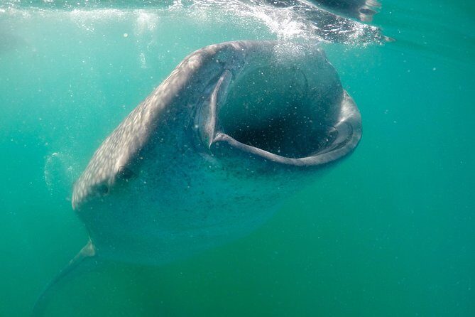 Small Group Whale Shark Snorkeling in La Paz, Mexico - Whale Sharks in La Paz: What Makes This Swim Work