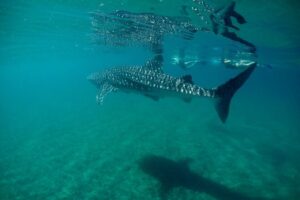 Small Group Whale Shark Snorkeling in La Paz, Mexico - Small-Group Setup: Ten People, Timed Swims, and Conservation Rules