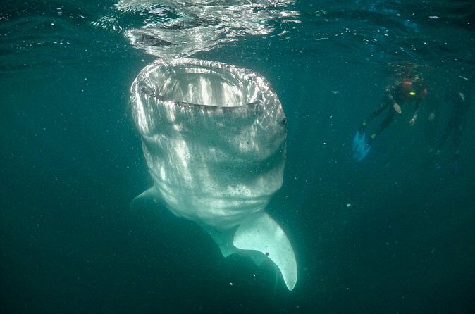 Small Group Whale Shark Snorkeling in La Paz, Mexico - Getting There: Marina de La Paz and Your Start Time