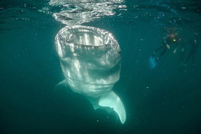 Small Group Whale Shark Snorkeling in La Paz, Mexico - The Daily Slot System: 7 am, 9 am, 12 pm, 2 pm