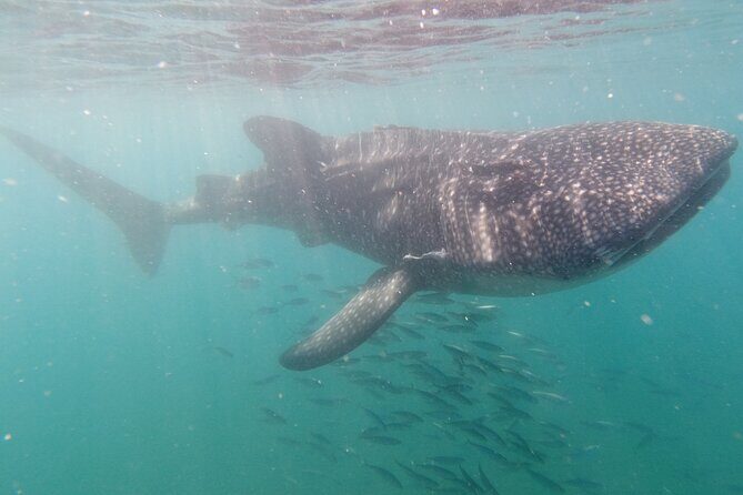 Small Group Whale Shark Snorkeling in La Paz, Mexico - On the Boat: Safety Briefing and Marine Biologist Leadership