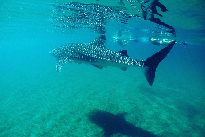 Small Group Whale Shark Snorkeling in La Paz, Mexico - Gear Up: Wetsuit, Life Jacket, and Snorkel Technique