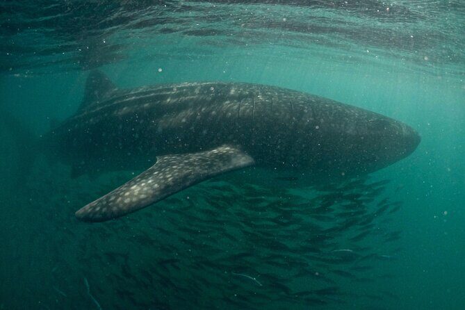 Small Group Whale Shark Snorkeling in La Paz, Mexico - Entering the Water: What Your Close Encounter Feels Like