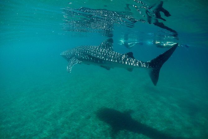Small Group Whale Shark Snorkeling in La Paz, Mexico - Small-Group Setup: Ten People, Timed Swims, and Conservation Rules