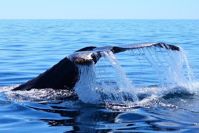 SMALL GROUP Whale Watch | Cabo San Lucas | Biologist | FREE Pics - Boarding at Whale Watch CaboPlaza Bonita and What You’ll Notice First
