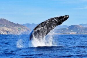 SMALL GROUP Whale Watch | Cabo San Lucas | Biologist | FREE Pics - El Arco Photos, Lovers Beach Pass-By, and Pelican Rock in a Protected Area
