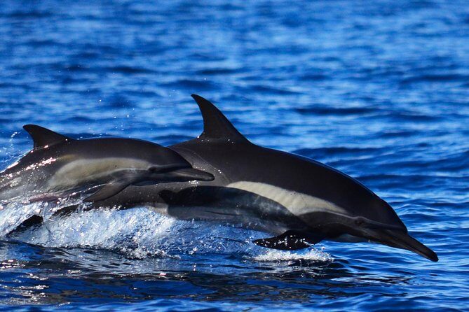 SMALL GROUP Whale Watch | Cabo San Lucas | Biologist | FREE Pics - Where the Whale Search Happens: Sea of Cortez or Pacific Ocean