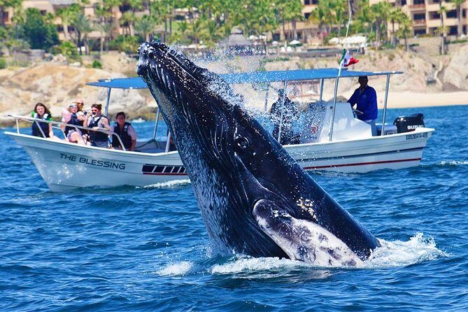 SMALL GROUP Whale Watch | Cabo San Lucas | Biologist | FREE Pics - Free Photos and the Extra Care That Makes Whale Viewing Better