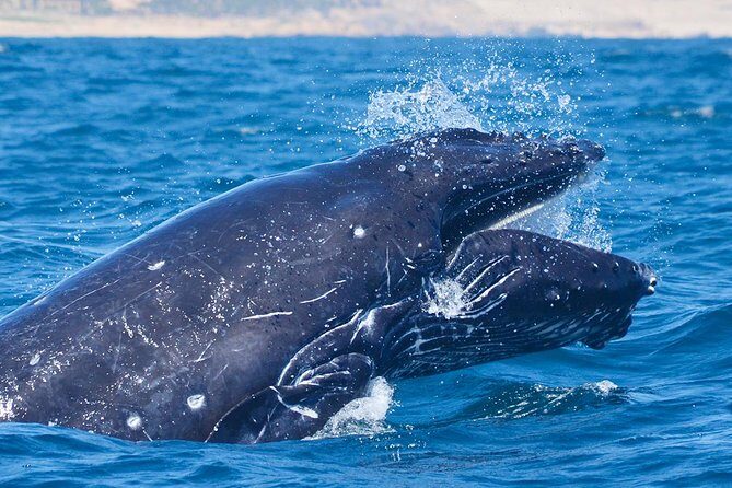 SMALL GROUP Whale Watch | Cabo San Lucas | Biologist | FREE Pics - Price and Value: Is $109 Worth It in Cabo?