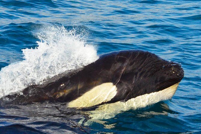 SMALL GROUP Whale Watch | Cabo San Lucas | Biologist | FREE Pics - Comfort, Seasickness, and What to Bring for a Smooth Ride