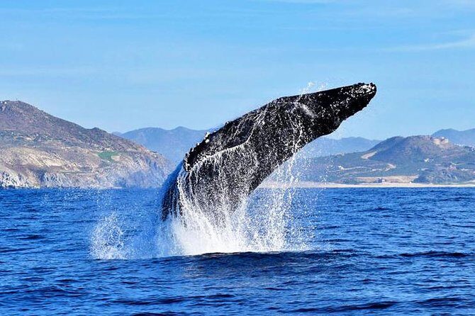 SMALL GROUP Whale Watch | Cabo San Lucas | Biologist | FREE Pics - El Arco Photos, Lovers Beach Pass-By, and Pelican Rock in a Protected Area