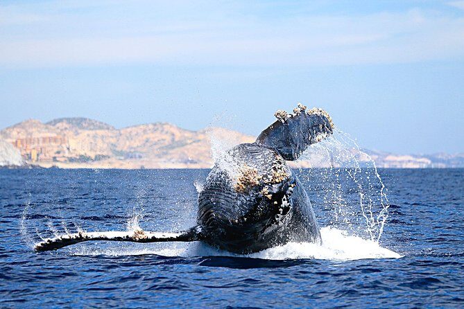 Small-Group Whale Watching Zodiac Boat Cruise in Cabo San Lucas - Cabo Zodiac whale watching: what makes this one worth your time