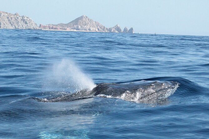 Small-Group Whale Watching Zodiac Boat Cruise in Cabo San Lucas - Stop 1: El Arco and Land’s End in 10 minutes