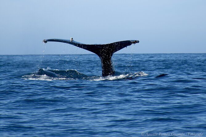 Small-Group Whale Watching Zodiac Boat Cruise in Cabo San Lucas - The marine biologist talk: why it actually helps your viewing