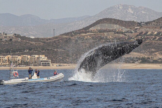 Small-Group Whale Watching Zodiac Boat Cruise in Cabo San Lucas - Ride reality: Zodiacs are fast, and that affects comfort