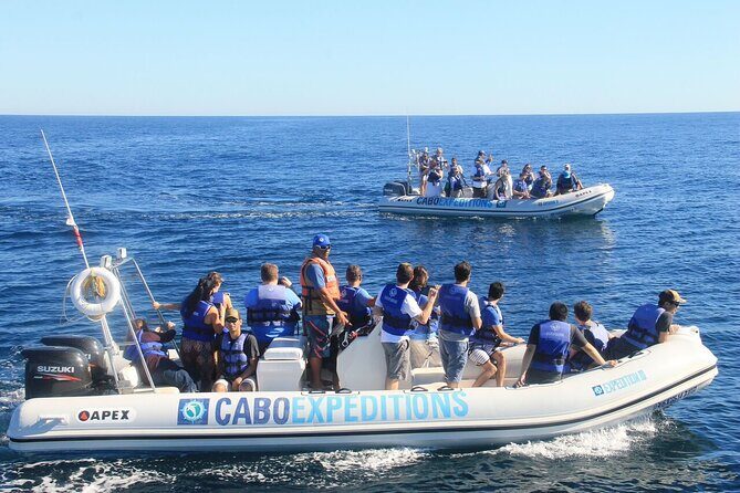 Small-Group Whale Watching Zodiac Boat Cruise in Cabo San Lucas - Small-group expectations: what the cap means in real life