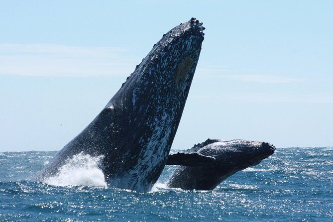 Small-Group Whale Watching Zodiac Boat Cruise in Cabo San Lucas - Price and fees: $85 plus one not-so-hidden line item