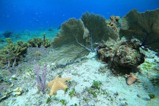 Snorkel along the coast, explore two reefs by Chivis del Mar - Cozumel snorkeling on Chivis del Mar: the vibe that makes it worth it