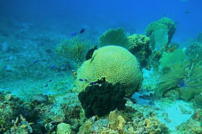 Snorkel along the coast, explore two reefs by Chivis del Mar - Reef Stop 1: Dzul-Ha Reef and the photo-friendly coral time