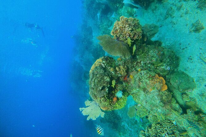 Snorkel along the coast, explore two reefs by Chivis del Mar - Reef Stop 2: Centro break, drinks, and the fruit moment