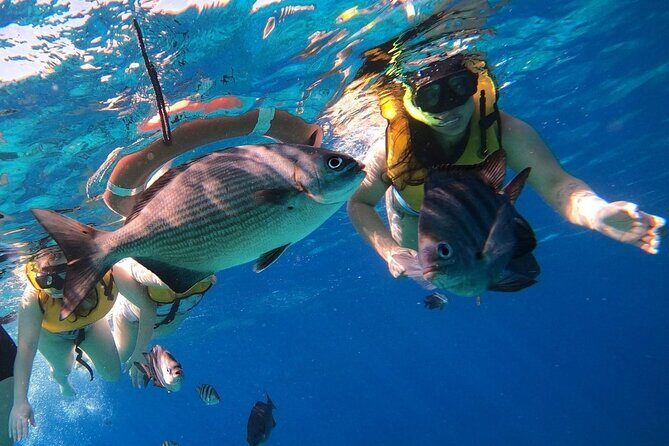 Snorkel along the coast, explore two reefs by Chivis del Mar - Reef Stop 3: Paraiso (Paradise) Reef and its second splash of wildlife