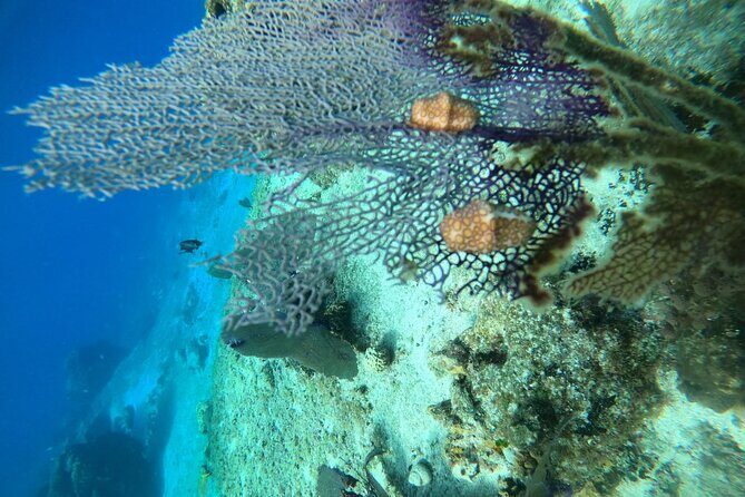 Snorkel along the coast, explore two reefs by Chivis del Mar - Gear, guide attention, and the safety routine you’ll actually feel