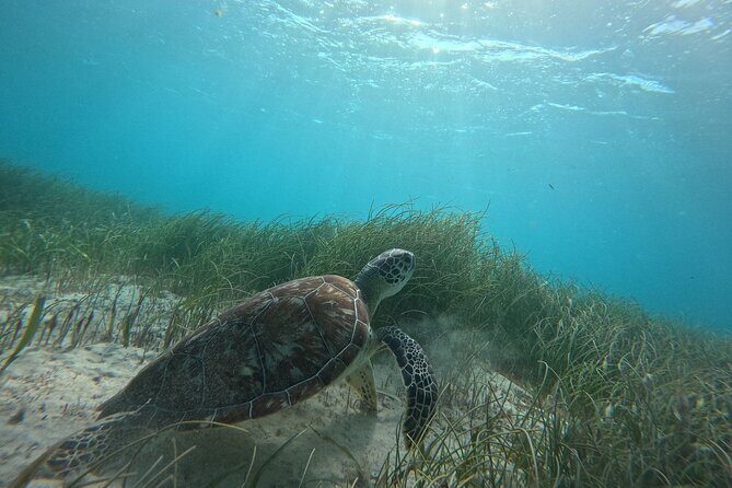 Snorkel at the Reef 2 HOURS Puerto Morelos National park - Puerto Morelos National Park Reef Snorkeling in Just 2 Hours