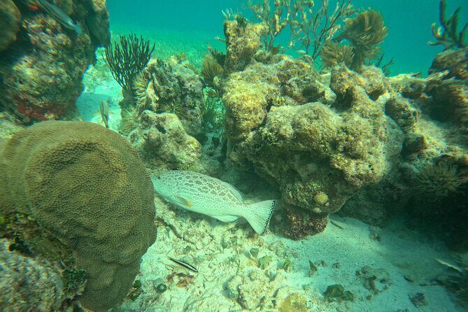 Snorkel at the Reef 2 HOURS Puerto Morelos National park - The Snorkel Stop: Coral, Turtles, Rays, and Schools of Fish