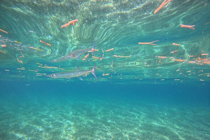 Snorkel at the Reef 2 HOURS Puerto Morelos National park - Timing That Feels Doable: About an Hour in the Water