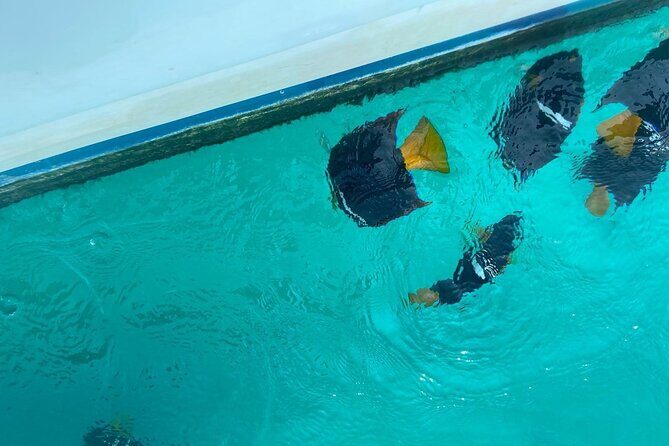 Snorkel & Playa nopalera • Small Group Tour • Punta Mita - A 2.5-hour boat-and-snorkel plan from Punta Mita