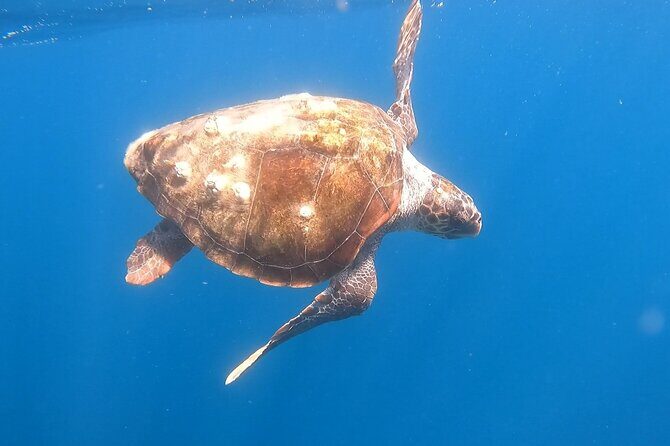 Snorkel Privately in Cabo San Lucas - Cabo Snorkeling from Playa El Medano: Private, Practical, and Fast to Start