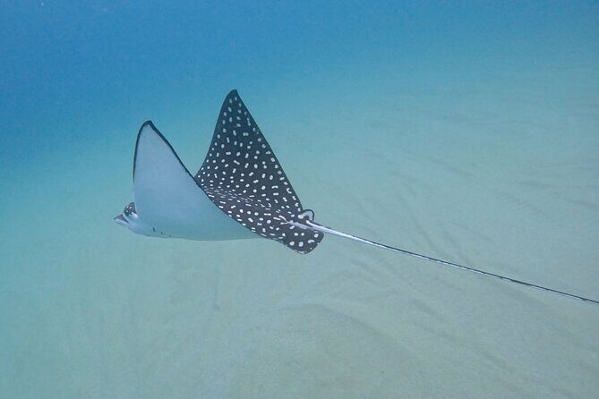 Snorkel Privately in Cabo San Lucas - Wildlife Moments from the Boat: Whales, Dolphins, and the Fun Part of Science