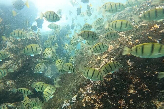 Snorkel Privately in Cabo San Lucas - Photos and Video: Memory Capture Without the Cringe