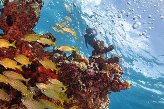 Snorkel Tour at Musa and Manchones Reef - Manchones Natural Reef: What You’ll See Beneath the Surface