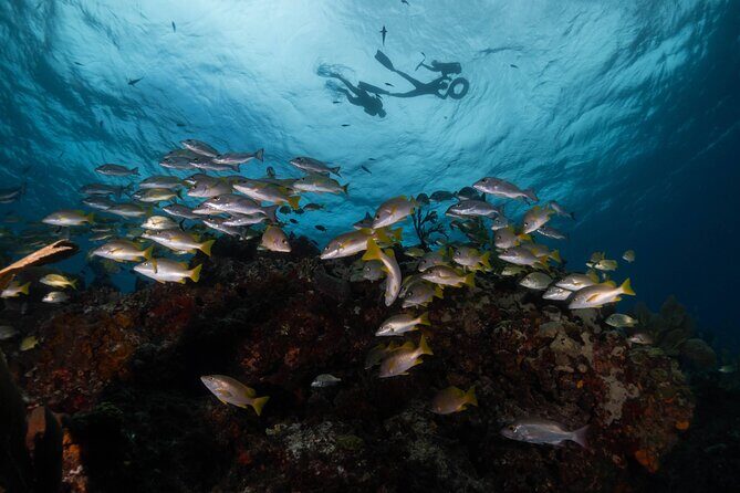 Snorkel Tour at Musa and Manchones Reef - Who This Tour Suits Best