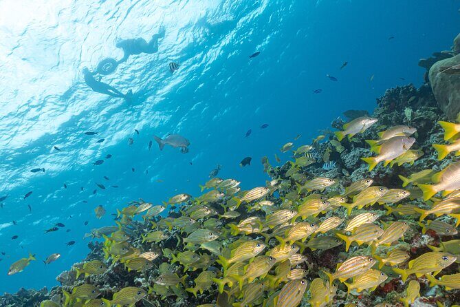 Snorkel Tour at Musa and Manchones Reef - MUSA Underwater Museum: Statues, the VW Beetle, and That Wow Factor