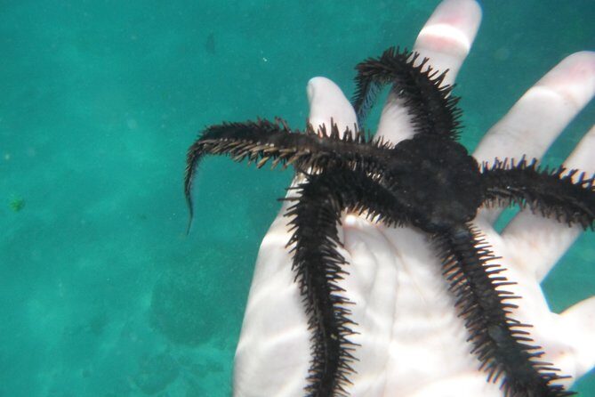 Snorkel Tour in Las Gatas Water Break - Malecón Walk: Fishing Clues and Where to Eat and Shop