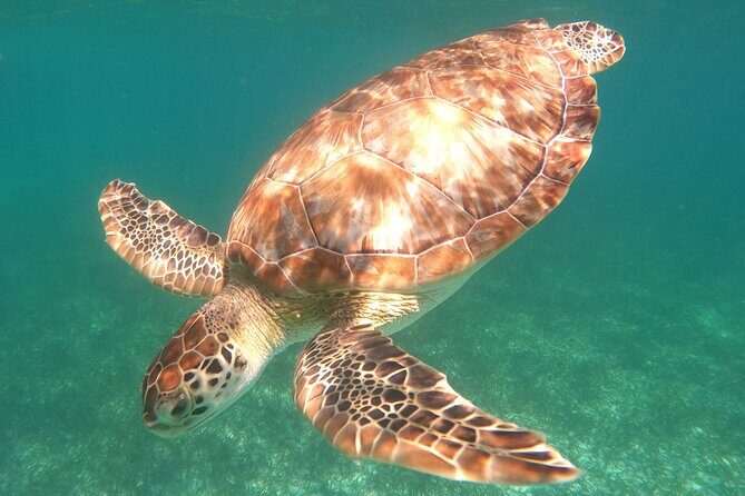 Snorkel Tour on the Costa Maya with experienced Guid - Key highlights worth planning for