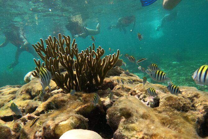 Snorkel Tour on the Costa Maya with experienced Guid - Photos and Comfort Details That Make the Tour Easier