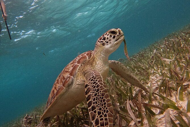 Snorkel Tour on the Costa Maya with experienced Guid - Price and Value: What $36 Actually Buys You