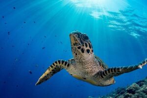 Snorkel Tour - San Jose del Cabo - Los Cabos and the East Cape reefs: what you can expect to see