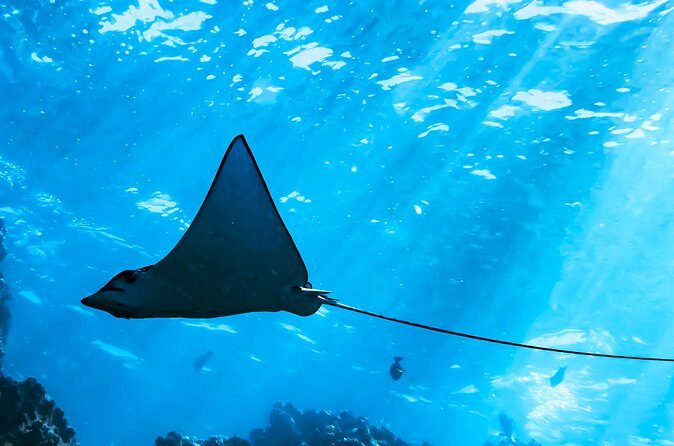 Snorkel Tour - San Jose del Cabo - Boat time: use it wisely (and why it matters)