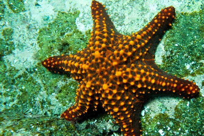 Snorkel Tour - San Jose del Cabo - What’s included: gear, wetsuit, water, and GoPro sharing