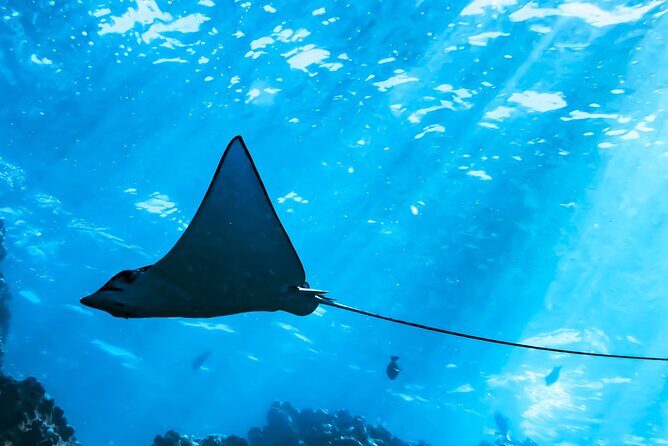 Snorkel Tour - San Jose del Cabo - Who should book this snorkeling tour (and who might not love it)