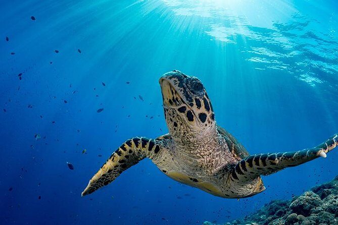Snorkel Tour - San Jose del Cabo - Los Cabos and the East Cape reefs: what you can expect to see