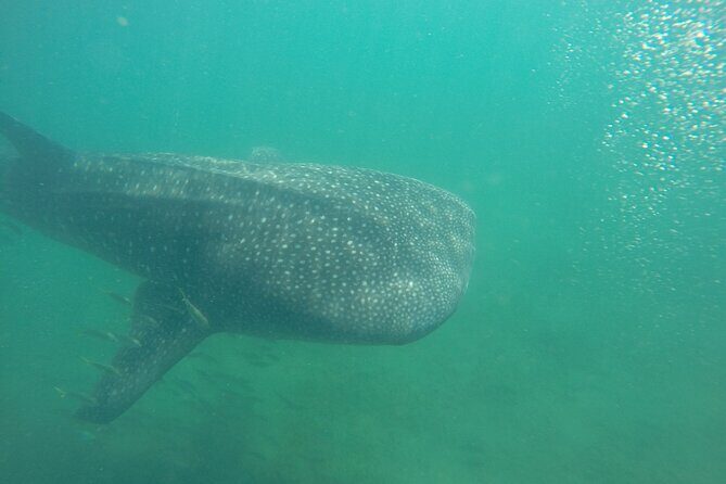 Snorkel Tour with Whale Shark in La Paz - The Big Win: Respect for the Animals