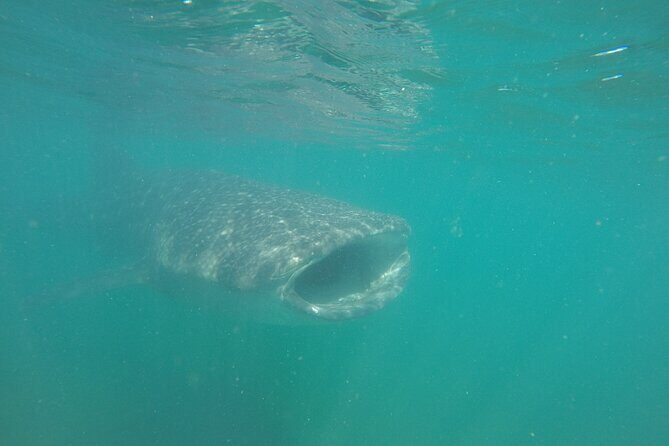 Snorkel Tour with Whale Shark in La Paz - Whale Shark Snorkeling in La Paz: Why This Tour Hits Different